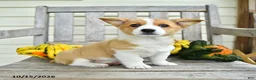 Welsh Corgi Pembroke dogs for sale: Ollie - Ad 1