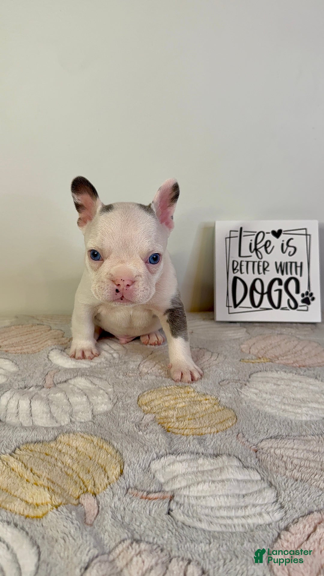 French Bulldog dogs for sale: French Bulldog litter of 7 puppies - Ad 3