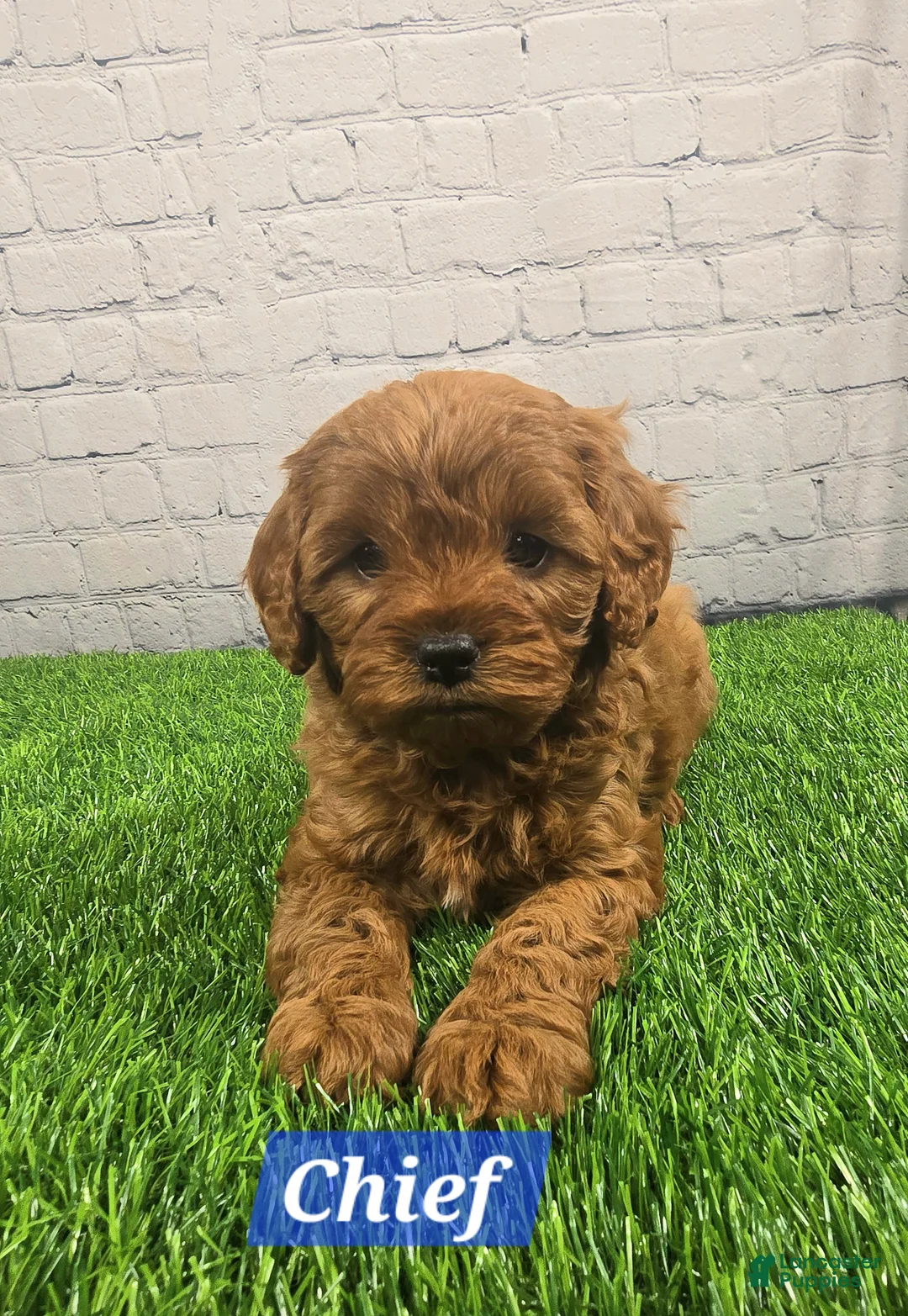Cavapoo dogs for sale: Chief  - Ad 2