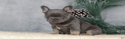 French Bulldog dogs for sale: Colby - Ad 1