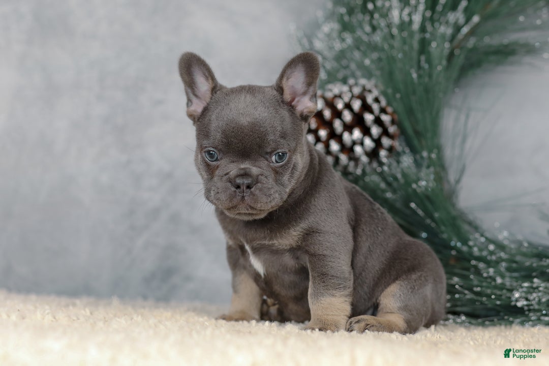 French Bulldog dogs for sale: Colby - Ad 1