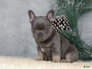 French Bulldog dogs Colby - Ad 9