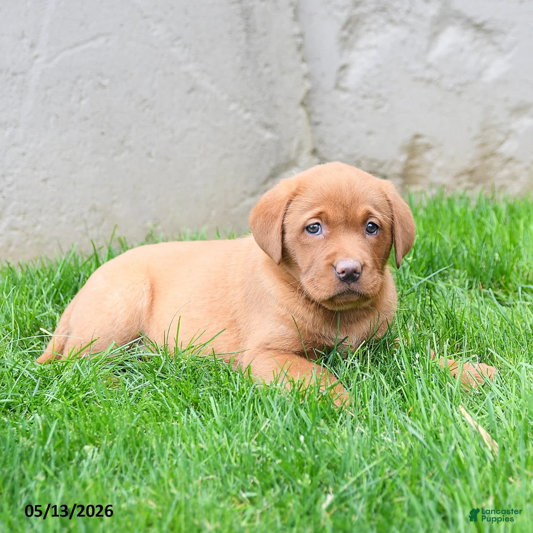 Labrador Retriever dogs for sale: Elvira - Ad 2