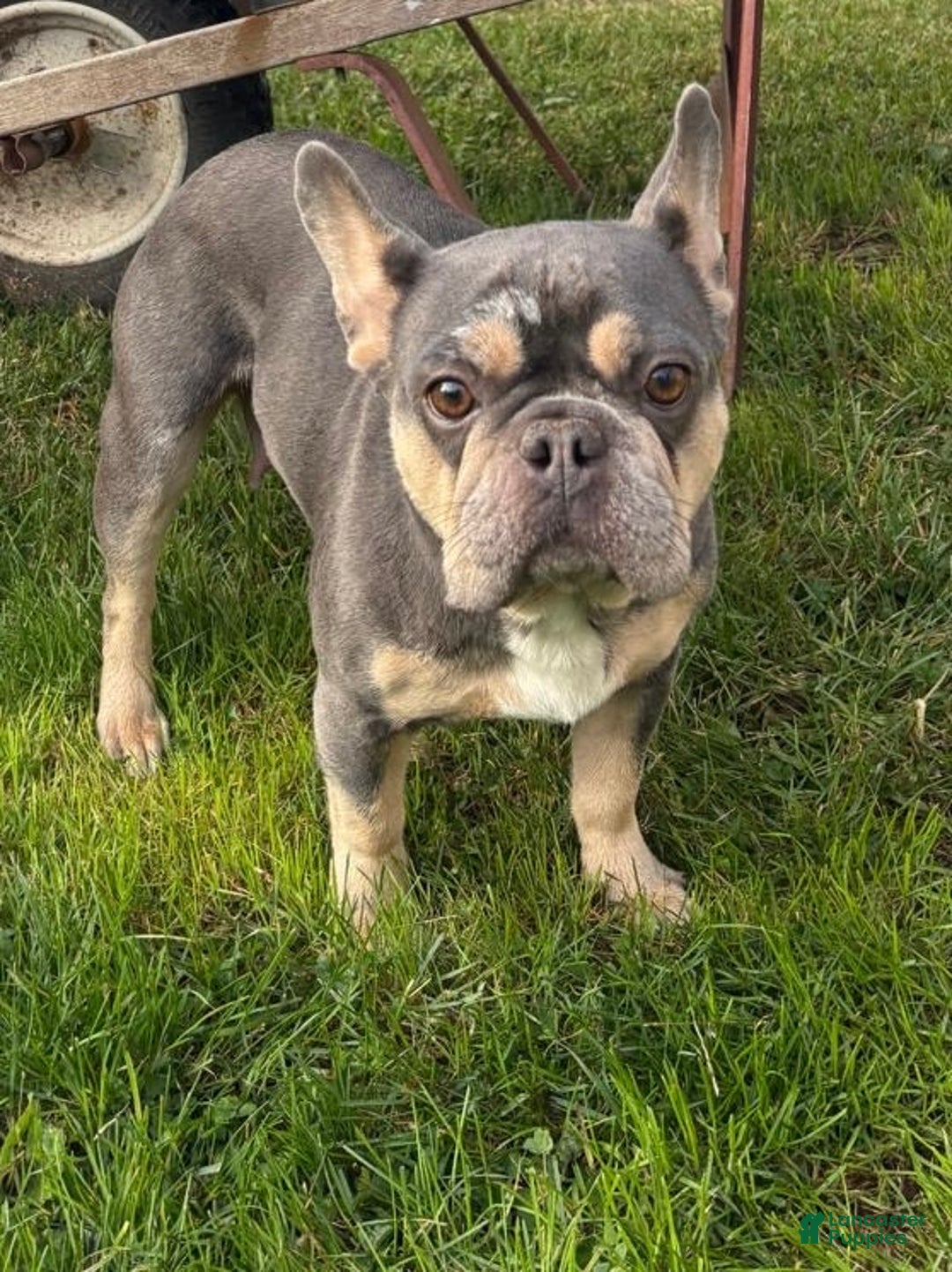 French Bulldog dogs for sale: Taz  - Ad 5