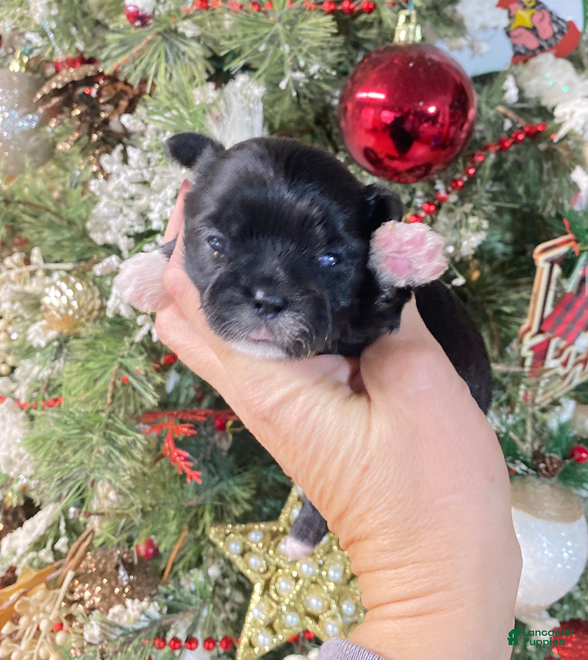 Shihpoo dogs Shihpoo Puppy 1 - Ad 28