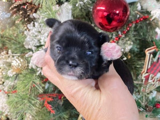 Shihpoo dogs Shihpoo Puppy 1 - Ad 28