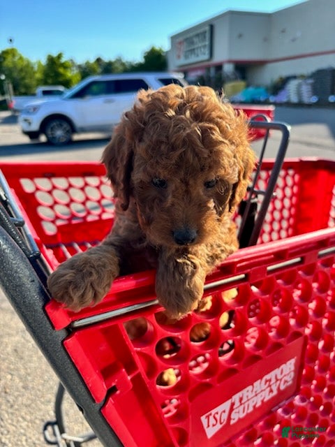 Mini Goldendoodle dogs for sale: Boy 1  - Ad 3