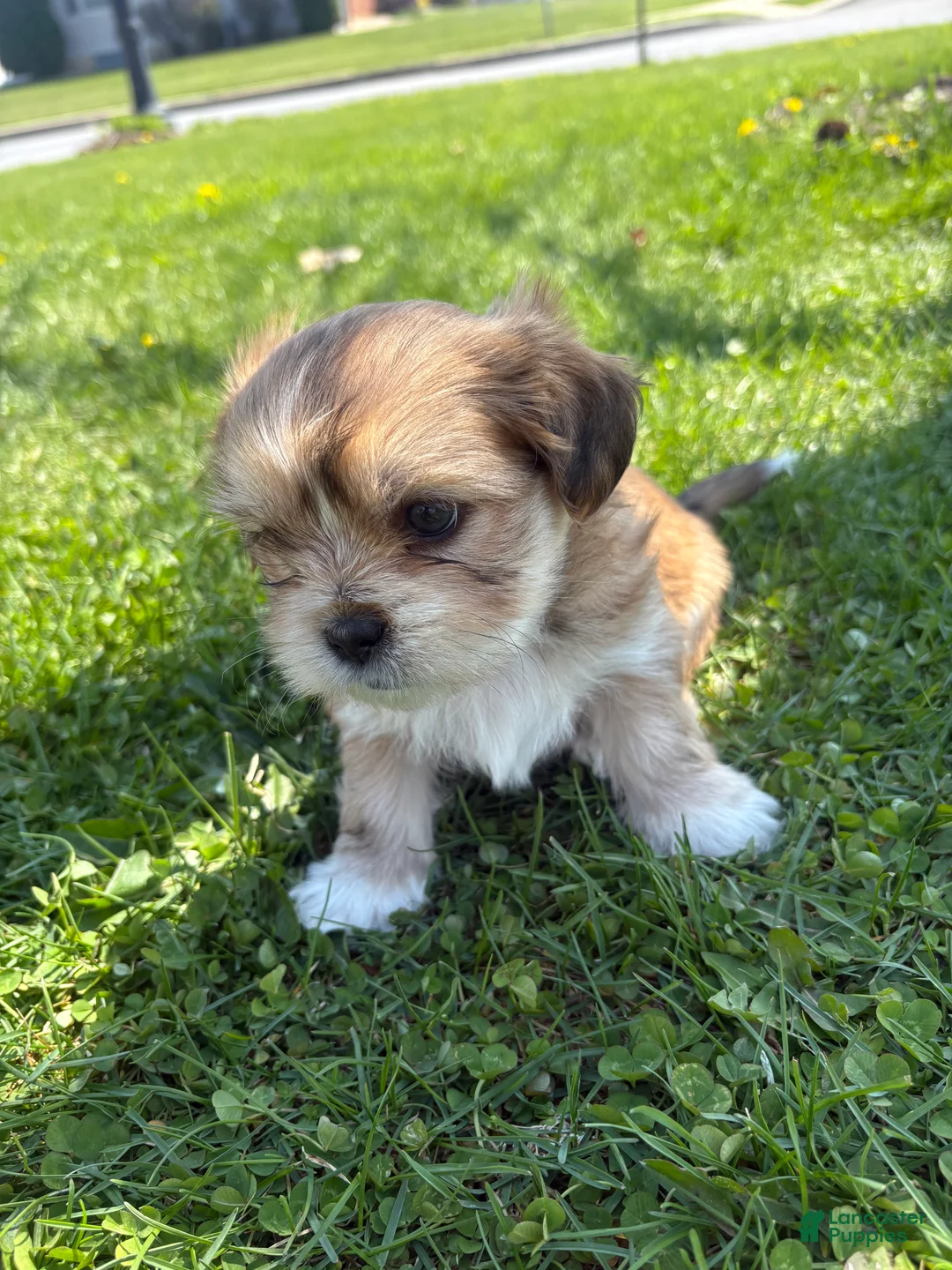 Mixed Breed dogs for sale: Ginger - Ad 2