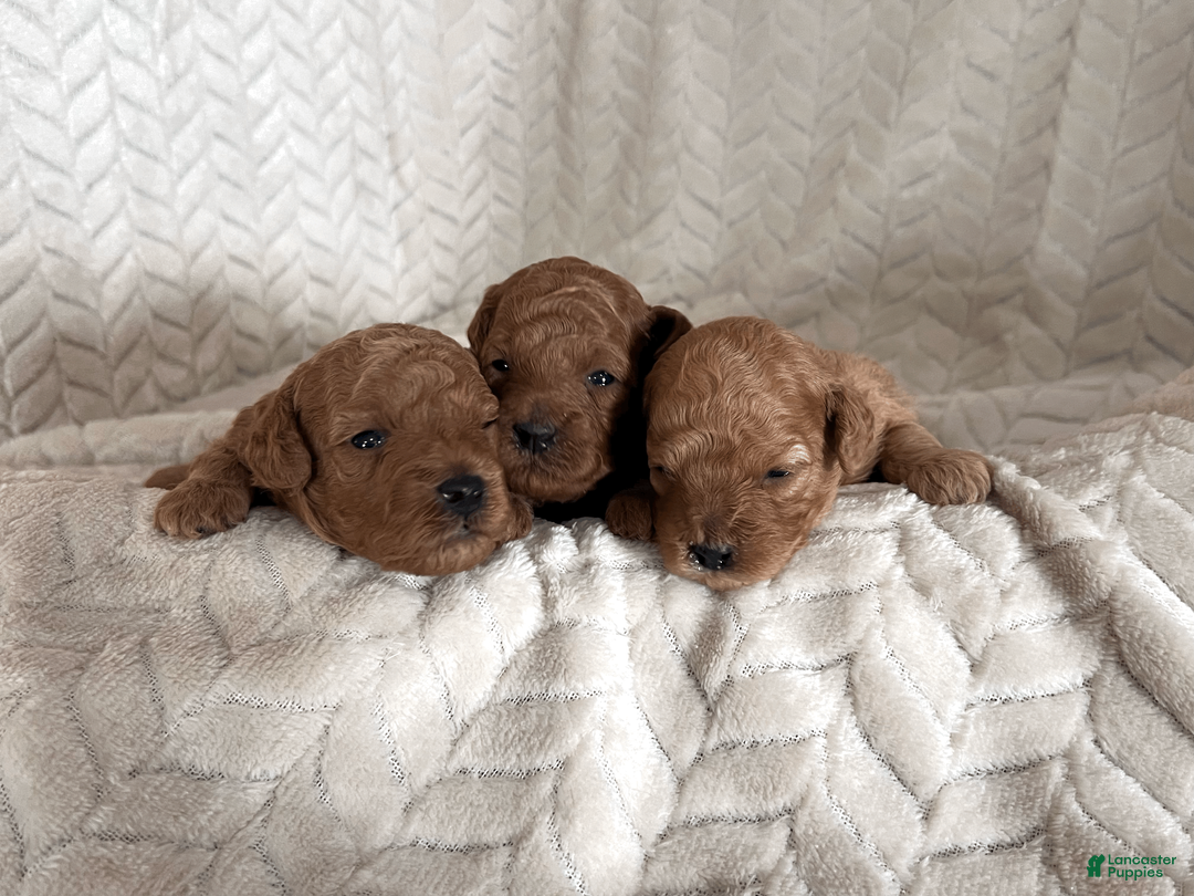Miniature Poodle dogs for sale: Cody - Ad 6