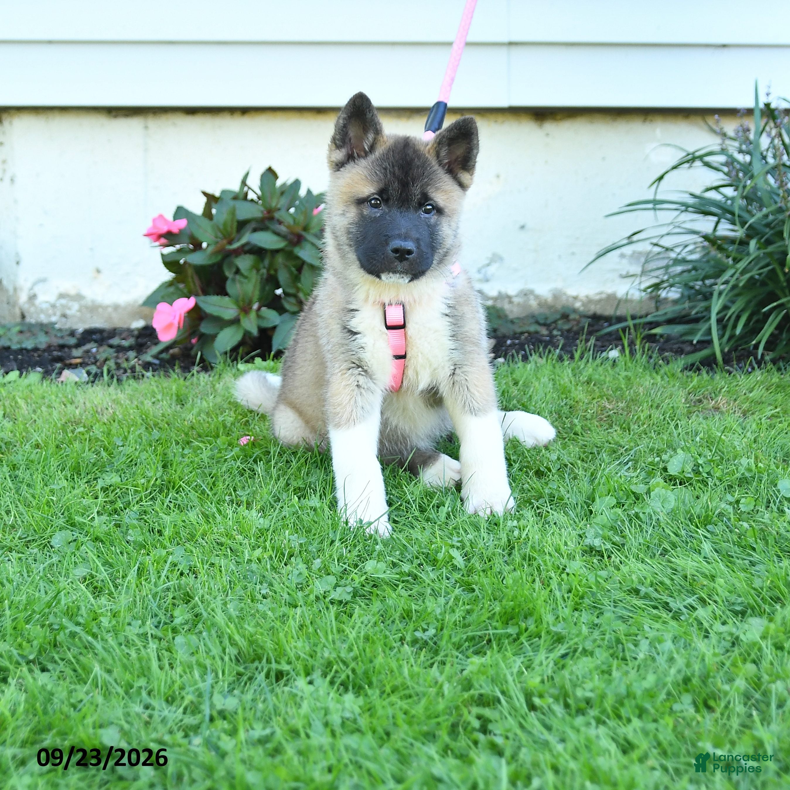Akita dogs Naoki - Ad 1