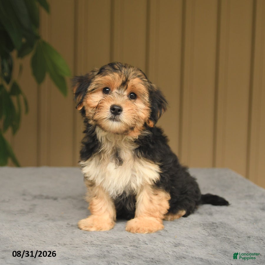 Mixed Breed dogs Gage - Ad 1