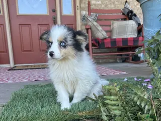 Pomsky dogs Bailey - Ad 12