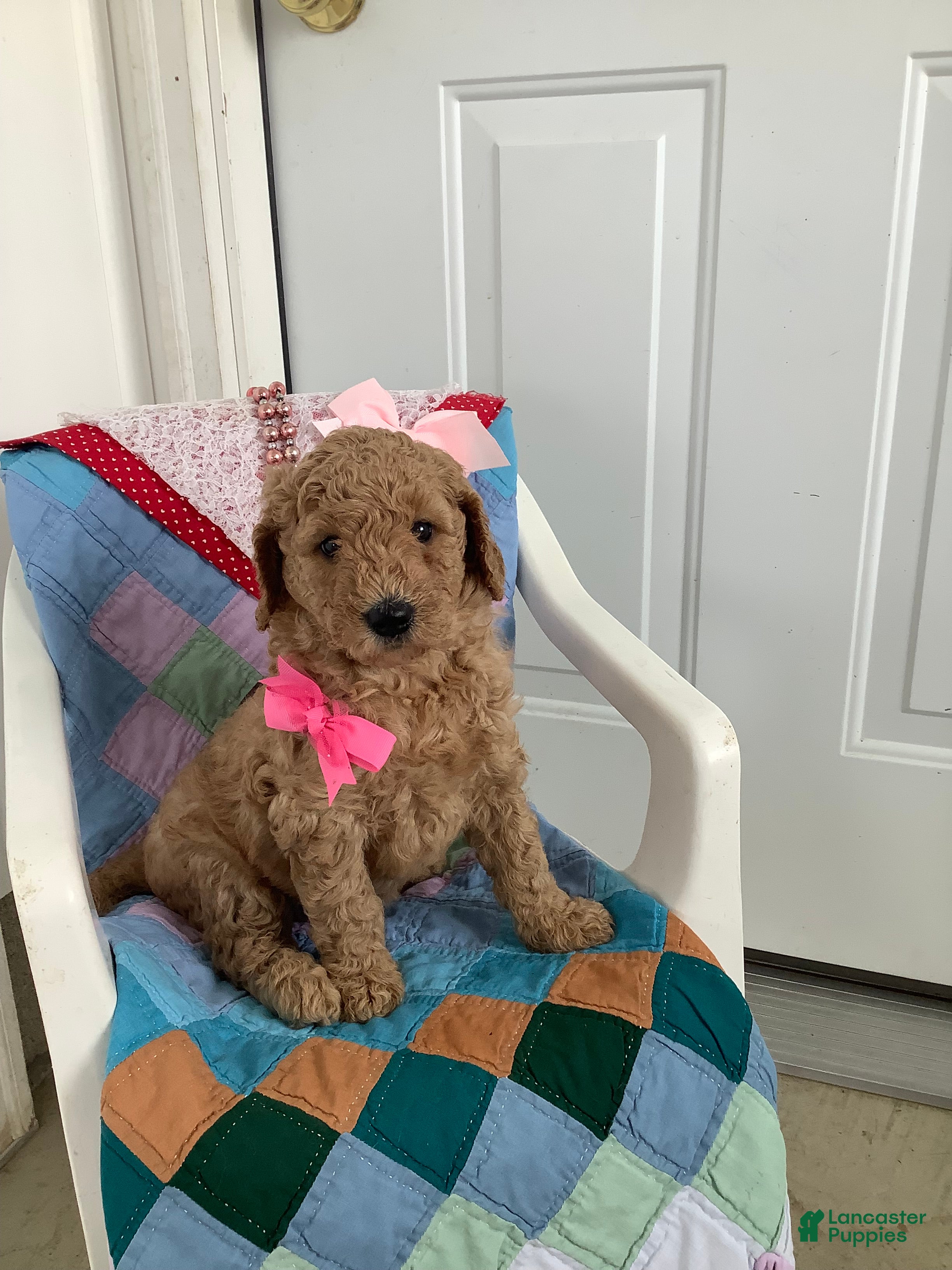 Goldendoodle dogs Goldendoodle Puppy 3 - Ad 1