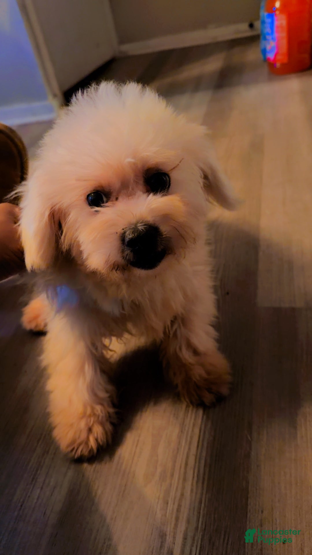 Maltipoo dogs for sale: Maltipoo Puppy 1 - Ad 4