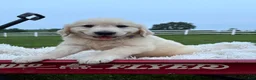 Golden Retriever dogs for sale: Gunner - Ad 8
