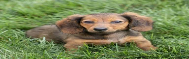 Marie Miniature Dachshund 