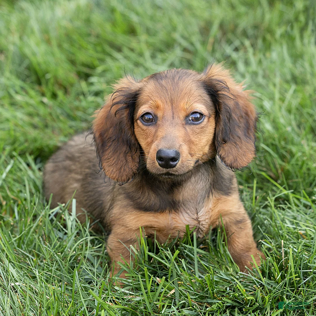 Miniature Dachshund dogs for sale: Marie Miniature Dachshund  - Ad 1
