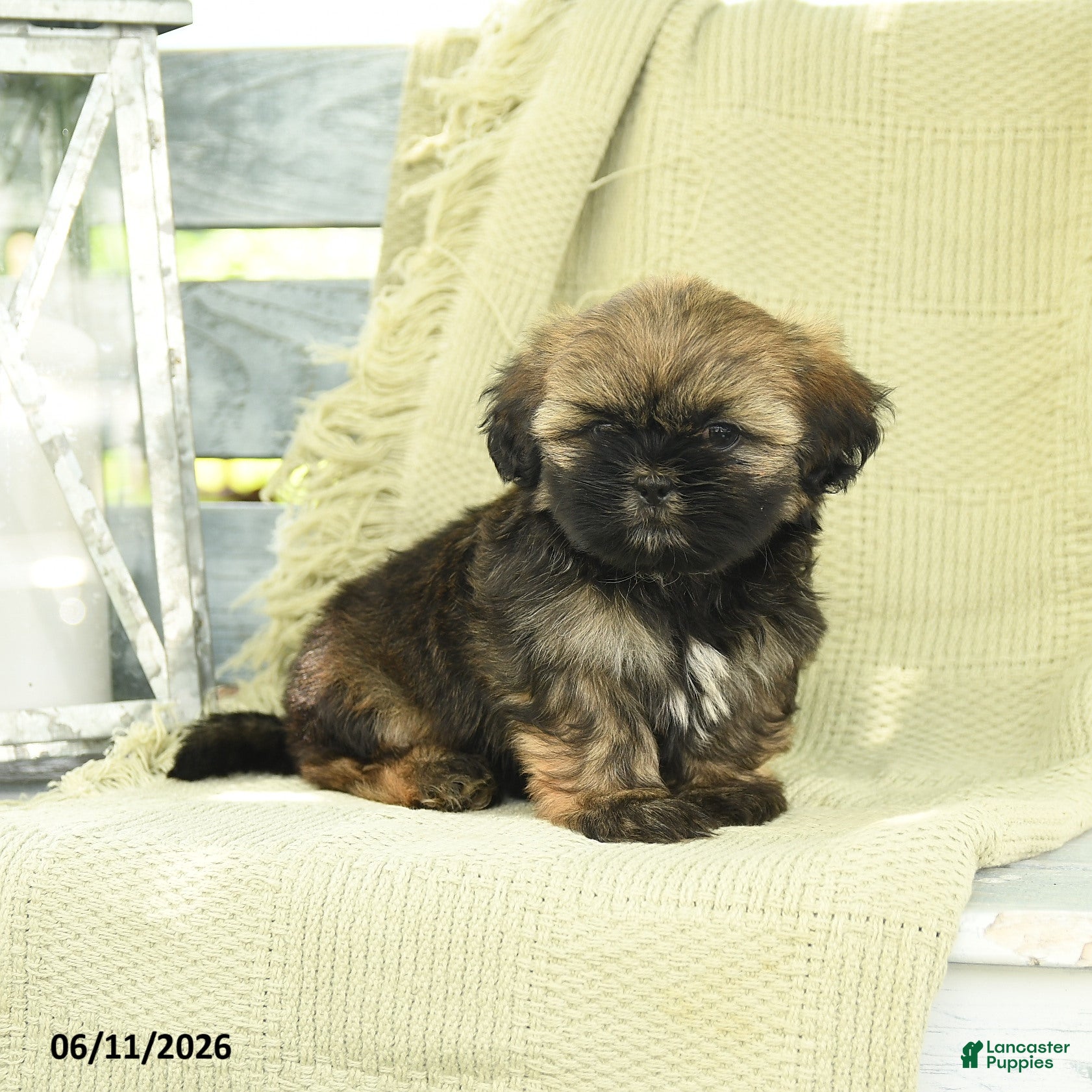 Shih Tzu dogs Hudson - Ad 2