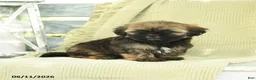 Shih Tzu dogs for sale: Hudson - Ad 2