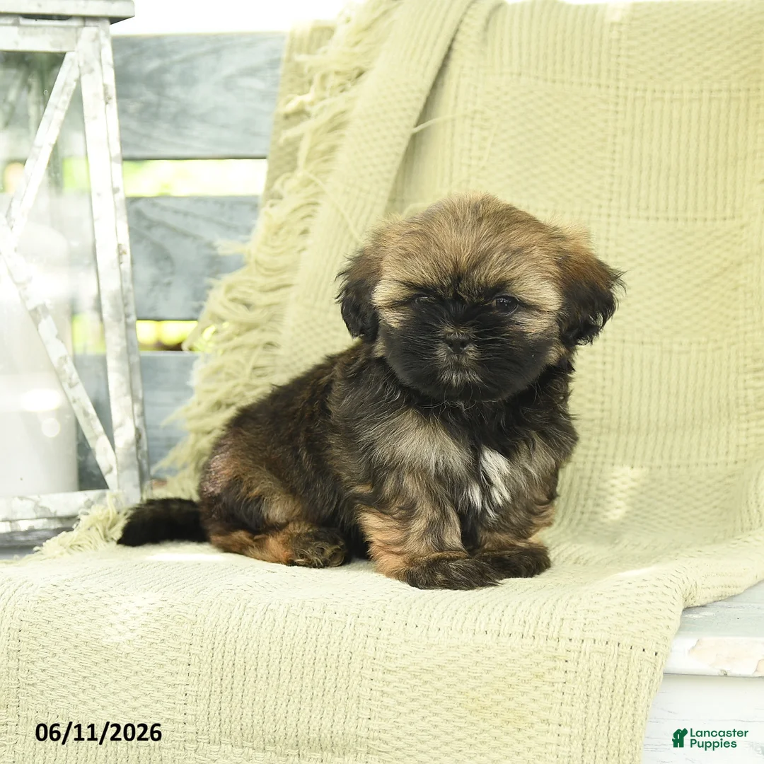 Shih Tzu dogs for sale: Hudson - Ad 2