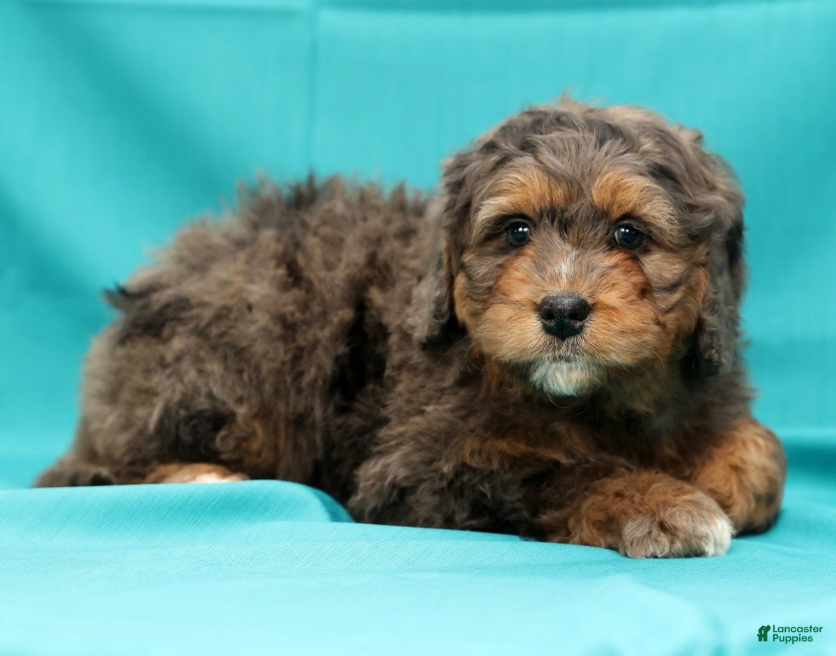 Mini Bernedoodle dogs Buddy - Ad 30