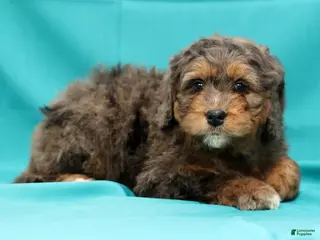 Mini Bernedoodle dogs Buddy - Ad 30