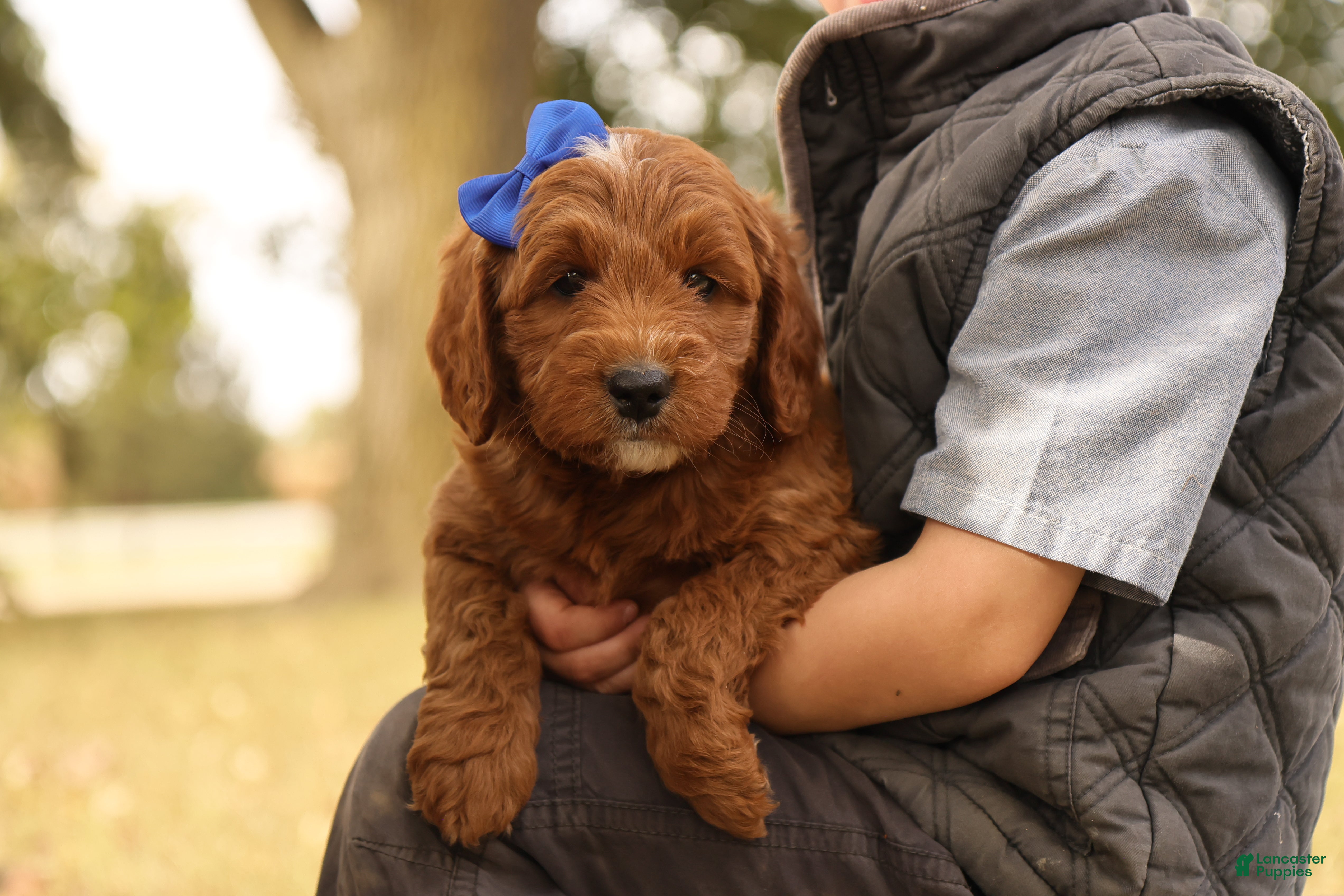 Mini Goldendoodle dogs Jack - Ad 37