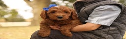 Mini Goldendoodle dogs for sale: Jack - Ad 1