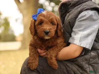 Mini Goldendoodle dogs Jack - Ad 30