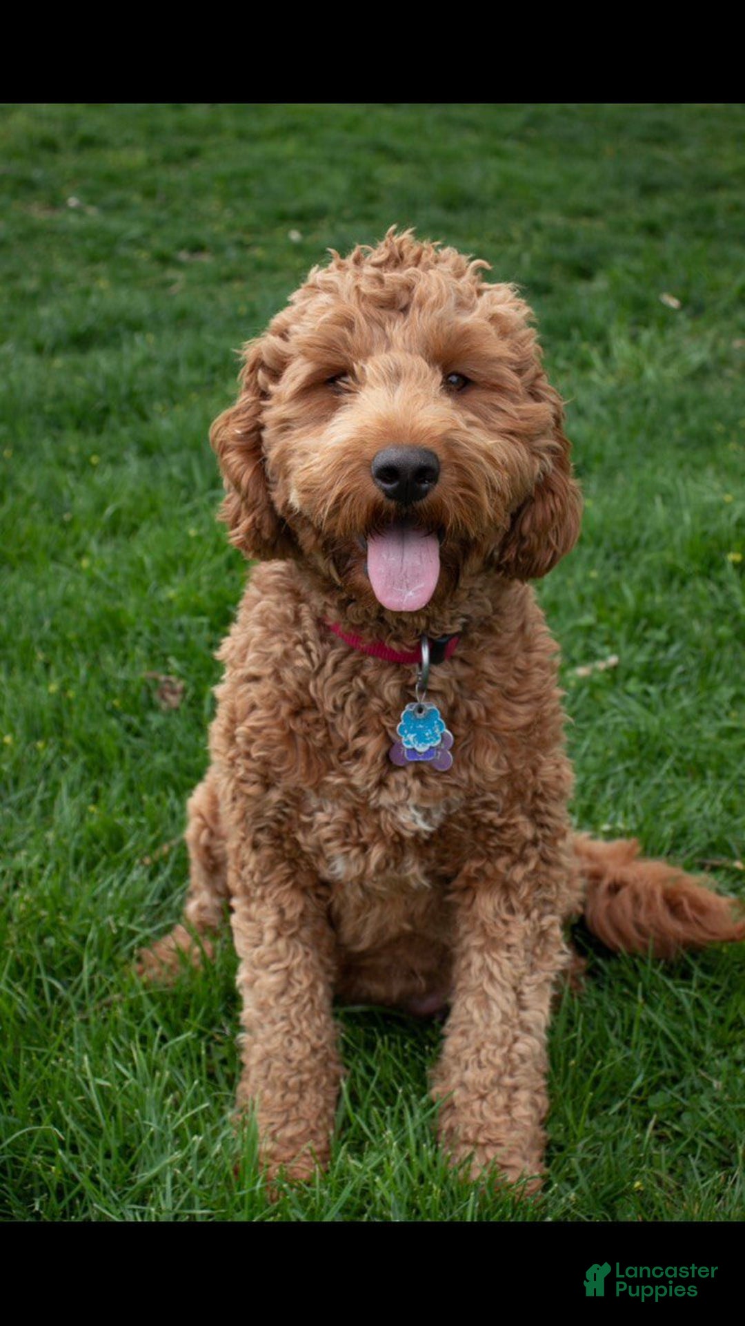 Goldendoodle dogs for sale: Max - Ad 7