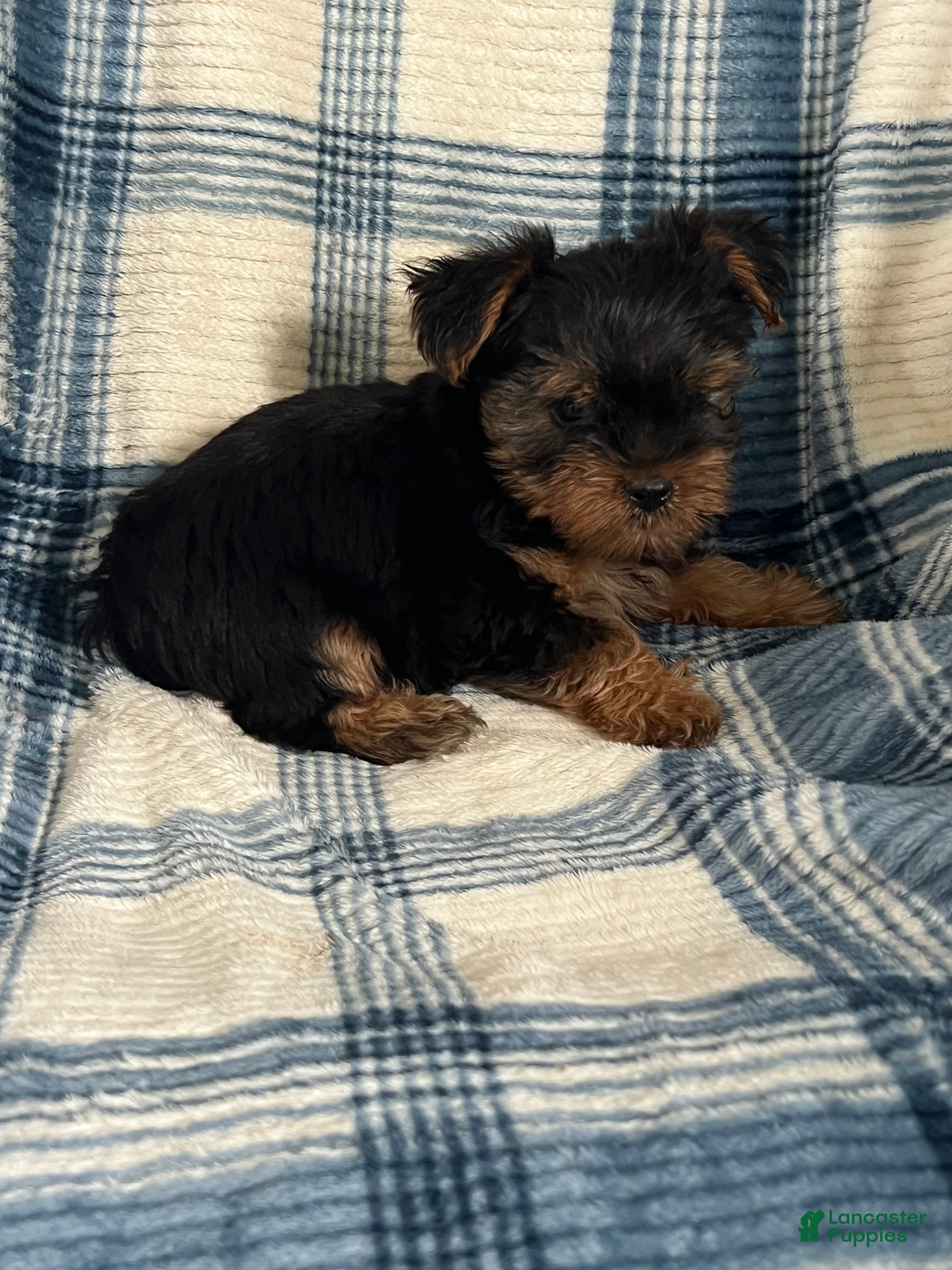 Yorkshire Terrier dogs Yorkshire STANLEY Boy - Ad 2