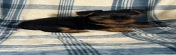 Yorkshire Terrier dogs for sale: Yorkshire STANLEY Boy - Ad 2