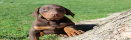 Doberman Pinscher dogs for sale: Rascal - Ad 1