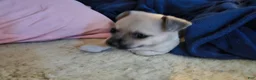 Chihuahua dogs for sale: Chihuahua 1 - Ad 3