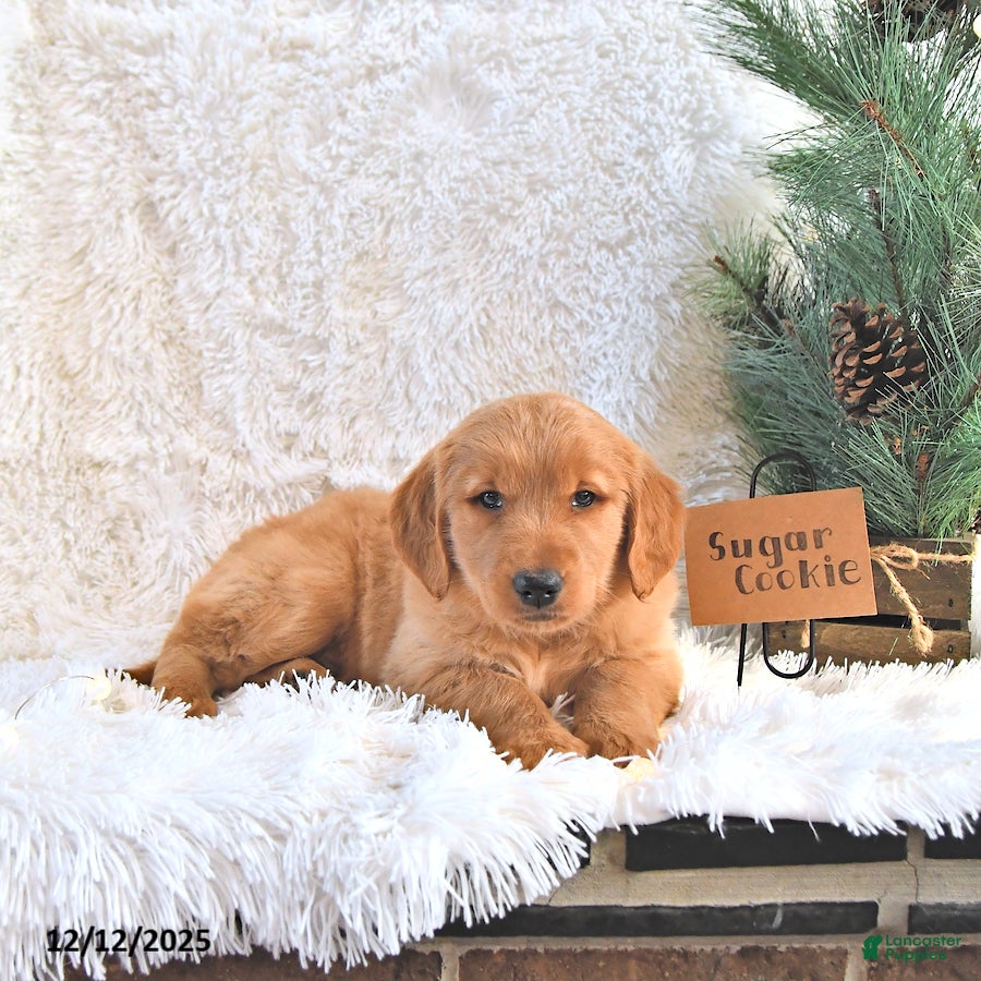 Golden Retriever dogs Sugar Cookie - Ad 4