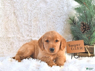 Golden Retriever dogs Sugar Cookie - Ad 21
