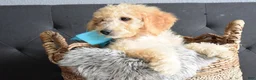 Goldendoodle dogs for sale: Goldendoodle Puppy 6 - Ad 7