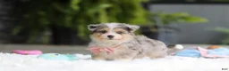 Mixed Breed dogs for sale: Nala - Ad 7