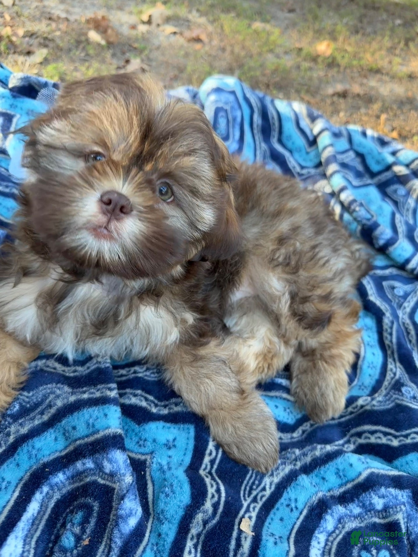 Shih Tzu dogs Bowser - Ad 4