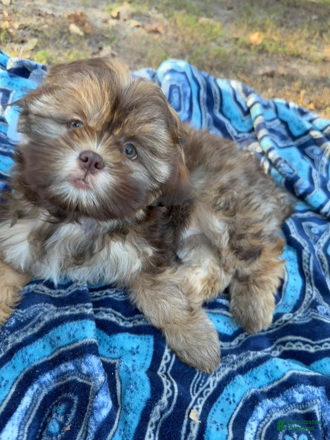 Shih Tzu dogs for sale: Bowser - Ad 1