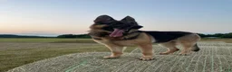 German Shepherd dogs for sale: sky - Ad 4
