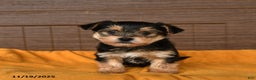Morkie dogs for sale: Rain - Ad 3