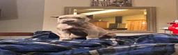 Cane Corso dogs for sale: Monte Carlo  - Ad 11