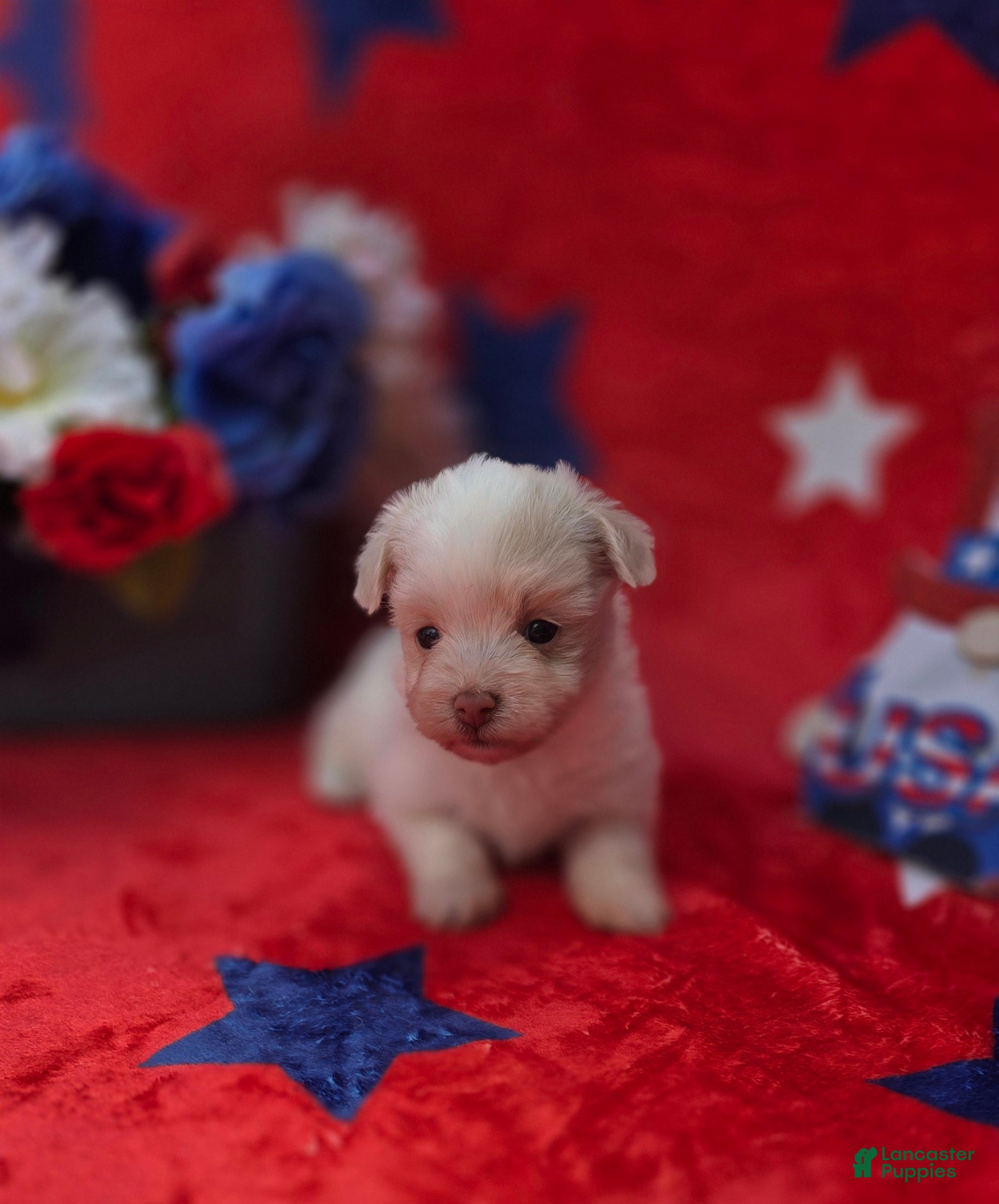 Mixed Breed dogs Blanca - Ad 1
