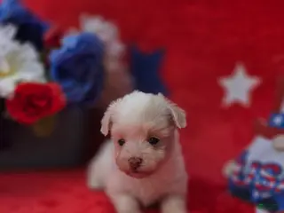 Mixed Breed dogs for sale: Blanca - Ad 3