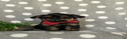 Yorkiepoo dogs for sale: Conroy - Ad 3