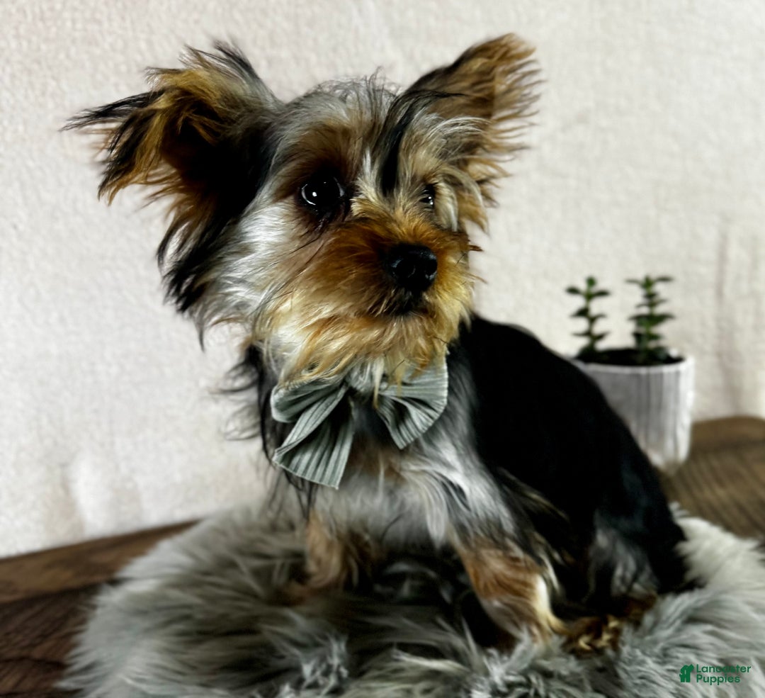 Yorkshire Terrier dogs for sale: Koby - Ad 12
