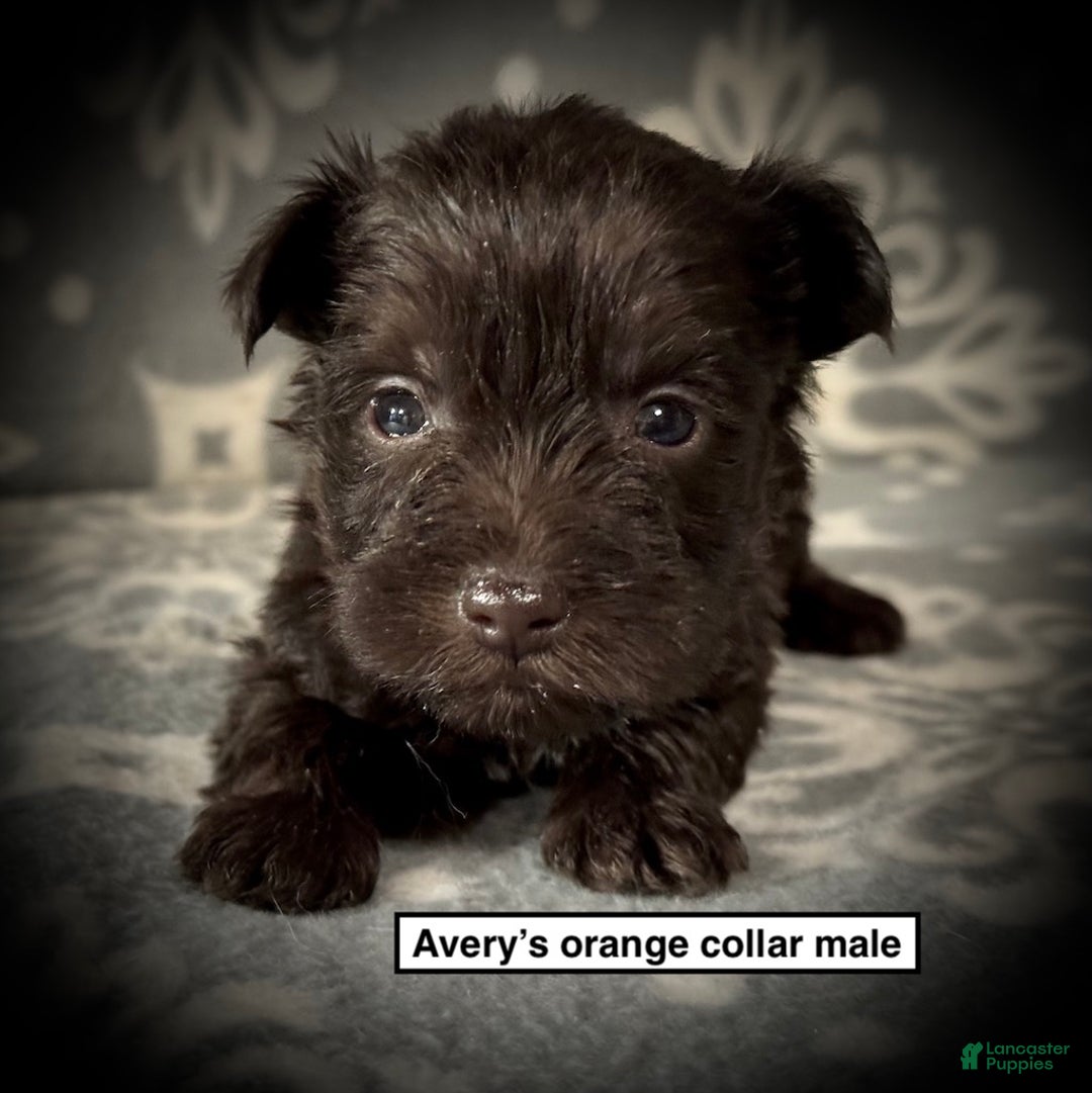 Miniature Schnauzer dogs for sale: AKC Avery's Orange Collar Male - Ad 1