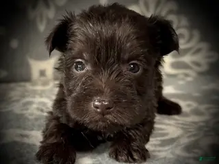 Miniature Schnauzer dogs AKC Avery's Orange Collar Male - Ad 5