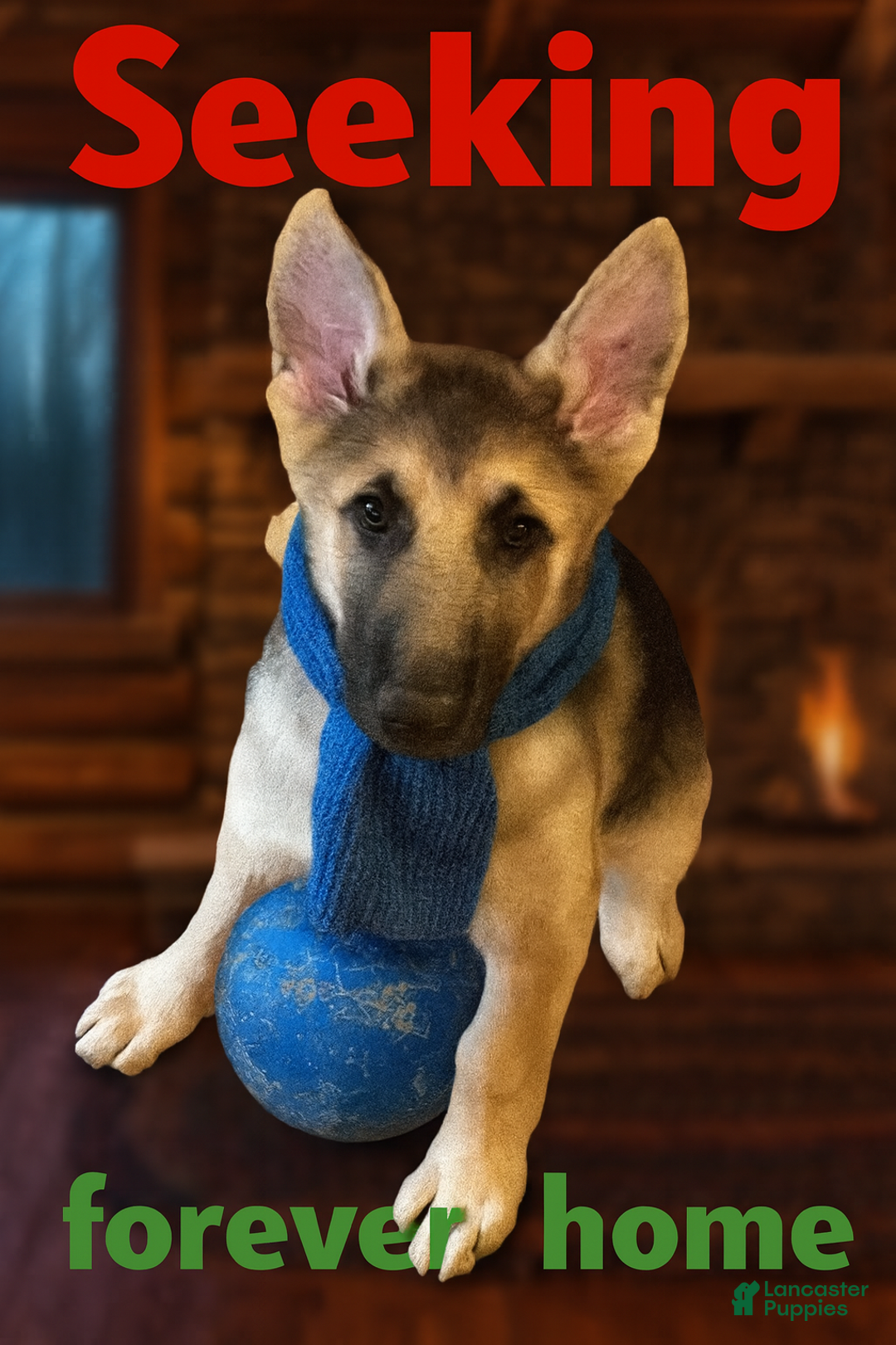 German Shepherd dogs for sale: Chopin - Ad 3